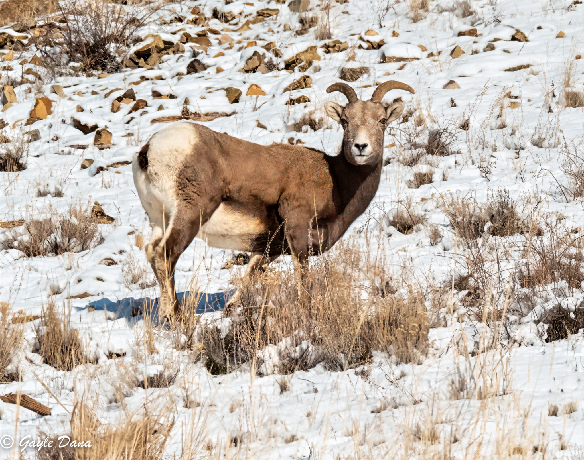 Bighorn Sheep ewe